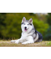 Poster Cachorro - Animais