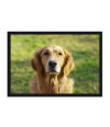 Poster Cachorro - Animais