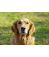 Poster Cachorro - Animais