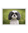 Poster Cachorro - Animais