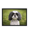 Poster Cachorro - Animais