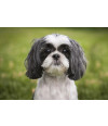 Poster Cachorro - Animais