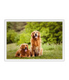 Poster Cachorro - Animais