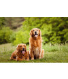 Poster Cachorro - Animais