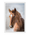 Poster Cavalo - Animais