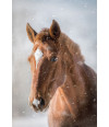 Poster Cavalo - Animais