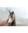 Poster Cavalo - Animais