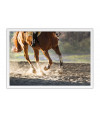 Poster Cavalo - Animais
