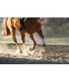 Poster Cavalo - Animais