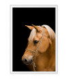 Poster Cavalo - Animais