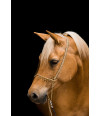 Poster Cavalo - Animais