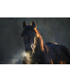 Poster Cavalo - Animais