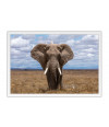 Poster Elefante - Animais