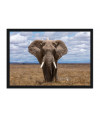Poster Elefante - Animais