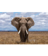 Poster Elefante - Animais