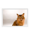 Poster Gato - Animais
