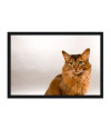 Poster Gato - Animais
