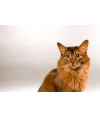 Poster Gato - Animais