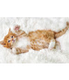 Poster Gato - Animais
