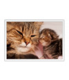 Poster Gato - Animais
