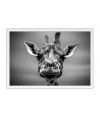 Poster Girafa - Animais
