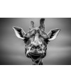 Poster Girafa - Animais