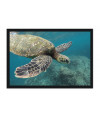 Poster Tartaruga - Animais