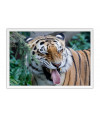 Poster Tigre - Animais