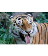 Poster Tigre - Animais
