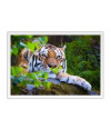 Poster Tigre - Animais