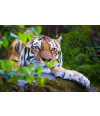 Poster Tigre - Animais