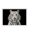 Poster Tigre - Animais