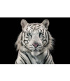 Poster Tigre - Animais