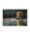 Poster Tigre - Animais