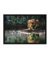Poster Tigre - Animais