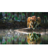 Poster Tigre - Animais