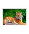 Poster Tigre - Animais