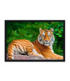 Poster Tigre - Animais