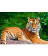Poster Tigre - Animais