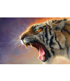 Poster Tigre - Animais