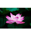 Poster - Flores