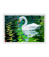 Poster Cisne - Pássaros - Passarinhos - Aves - Animais