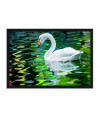 Poster Cisne - Pássaros - Passarinhos - Aves - Animais
