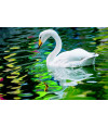Poster Cisne - Pássaros - Passarinhos - Aves - Animais