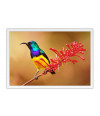 Poster Pássaros - Passarinhos - Aves - Animais