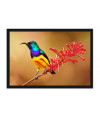 Poster Pássaros - Passarinhos - Aves - Animais