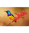 Poster Pássaros - Passarinhos - Aves - Animais