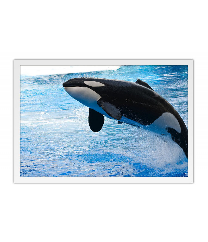 Poster Baleia - Animais