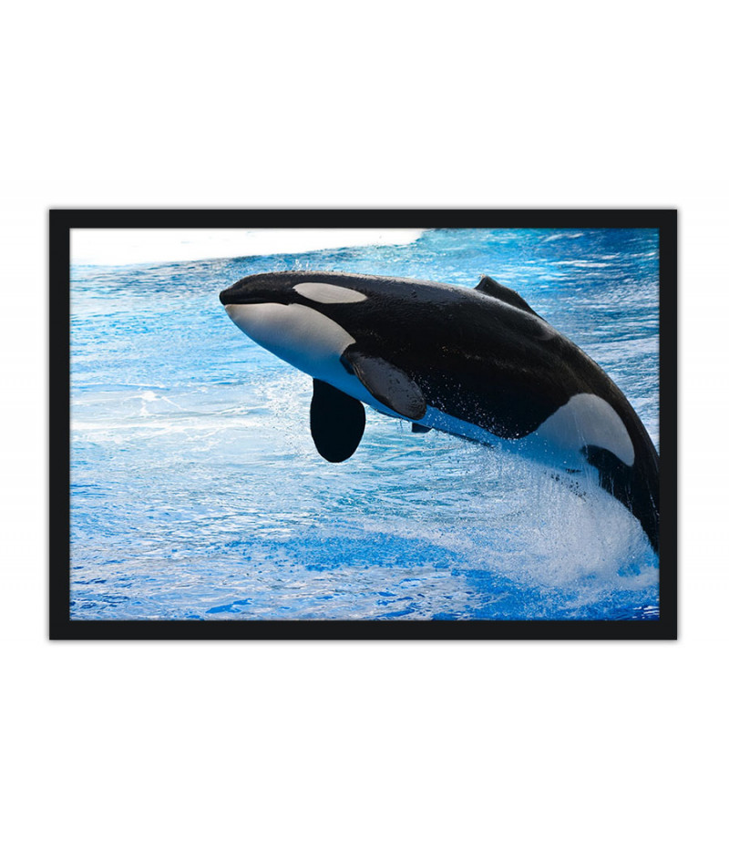 Poster Baleia - Animais