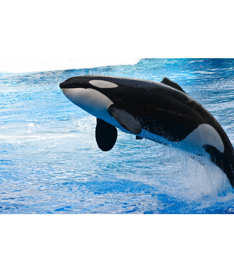Poster Baleia - Animais